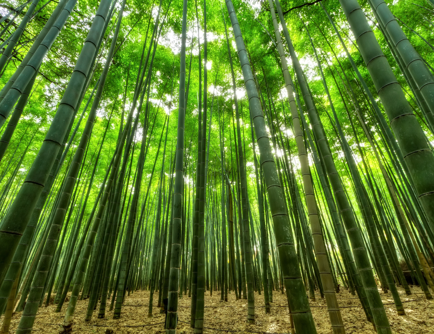 Bambus trnitý